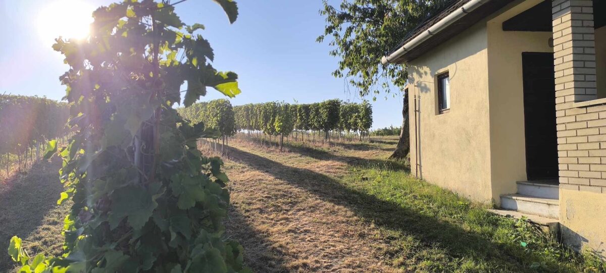 vinárstvo uhnák vinohrad slovenské víno ochutnávka